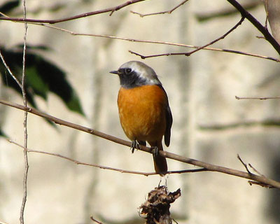 �F���Z���Ă��ꂢ�Ȏq