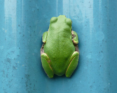 �H���[�܂��Ċ���