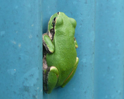 �����������܂��Ă݂͂����̂�