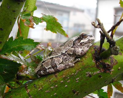 �Q�K�̃x�����_�ɂ��̂ڂ��Ă���