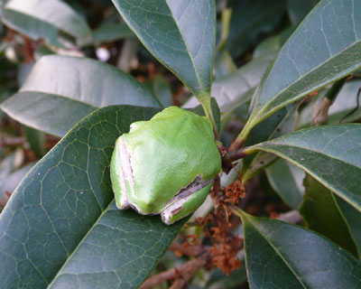 ���낻��~�����悤����