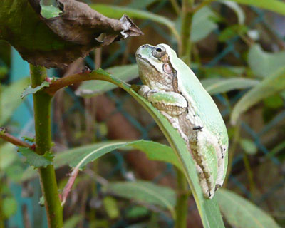 �����炪�܂���