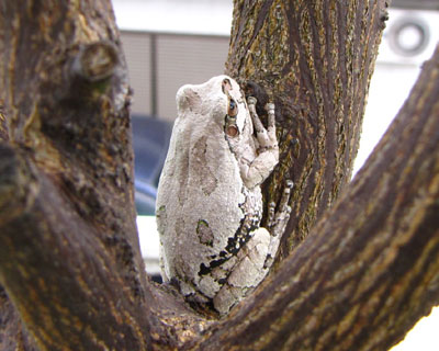 �F��ς���̂���ꂽ��