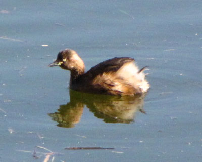 ���K�����킢���J�C�c�u��