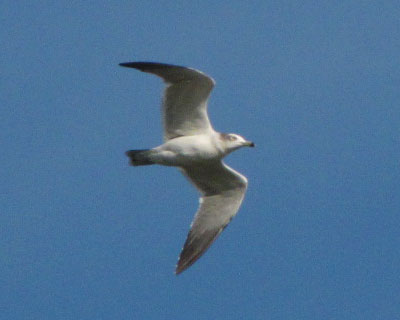 �J������ς��Ă�����ς���