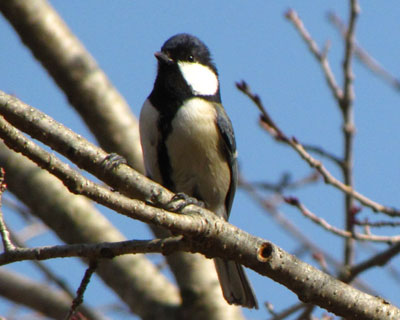 �ɂ�����V�W���E�J��