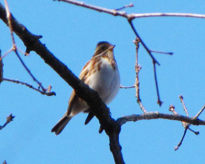 �ڂ��J�V���_�J