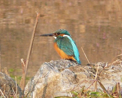 �ߏ��̃J���Z�~