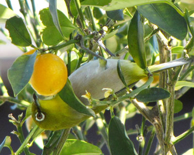 �������̍D���̓A�N���o�b�g������