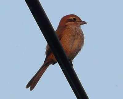 �ߏ��̃��Y�q