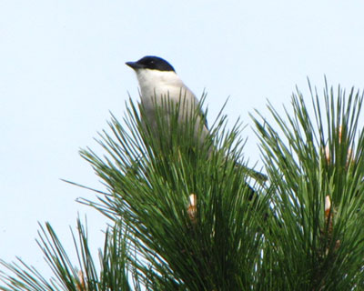 �I�i�K�͂��������Ƃ����