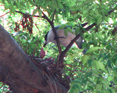 �I�i�K�̎q��