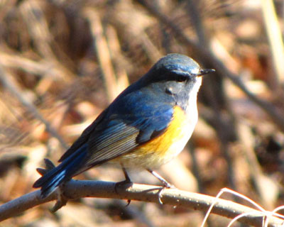 ���肪�[�������r�^�L