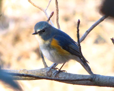 �Â��Ƃ��낪�D��