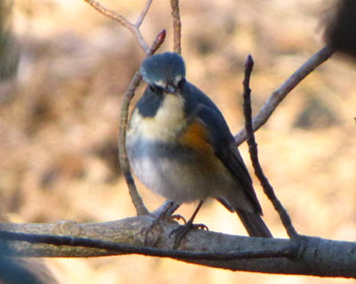 �����Ђ傤����