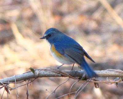 ���Ȃ��ɏo�Ă����Ə�����