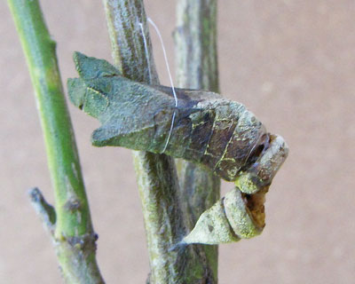 �Q���ɂP�C���E�B���E�H