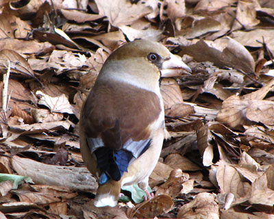 �V���͂����ʘH�ɋ������č���