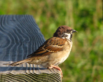 �����̃X�Y���͋߂�