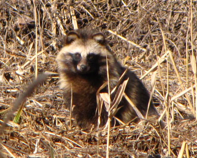 �ЂȂ��ڂ����^�k�L