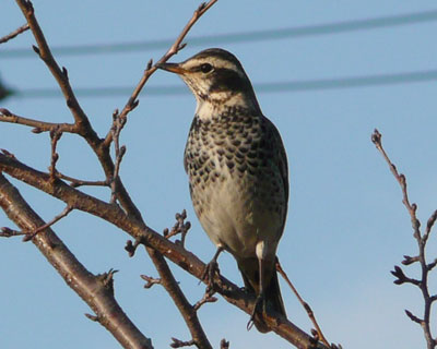 �ߏ��̃c�O�~