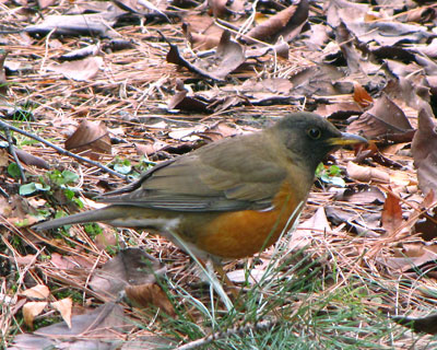 �V�h��炵�̃A�J�n��