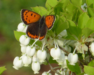 �������킢���x�j�V�W�~