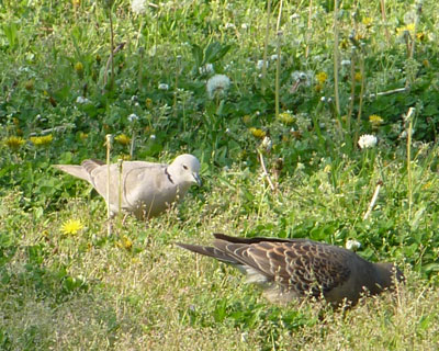 �L�W�o�g��肾���Ԕ���