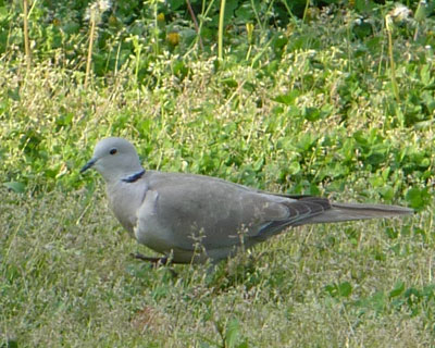 �V���R�o�g�͉��a��