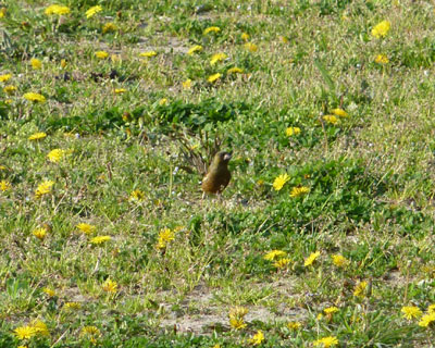 �J�����q����T��