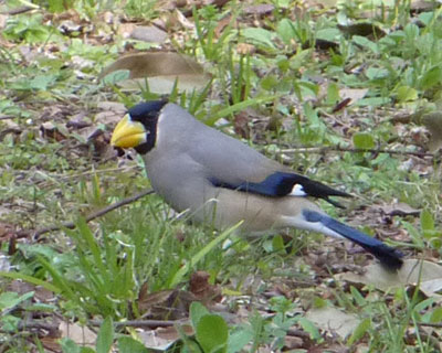 �����ς������C�J��