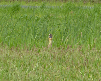 �����������Ō��Ă�