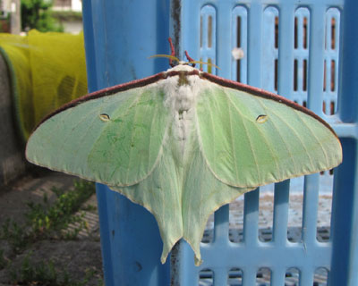 ���A�S�~�u����̃J�S�ɂ��Ă��I�I�~�Y�A�I