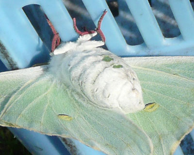 ���̂����^�{