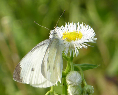 ���̉Ԃ͐l�C