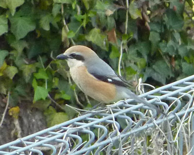 �~�͐Â��ȃ��Y