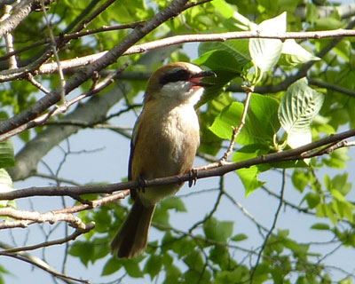 �t�͓{����ۂ�