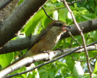 �v�w�Ō��{