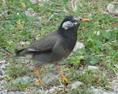 �����C�ɂ����H���܂����Ă����N�h��