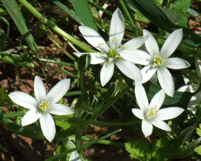 �j�����Ǝv������I�[�j�\�K����������