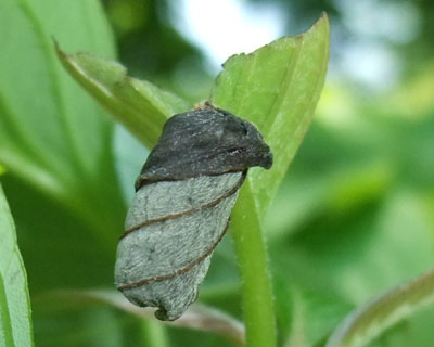 �I�g�V�u�~�̊���