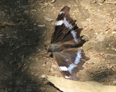 �Ȃɂ��Ă�񂾂������^�e�n