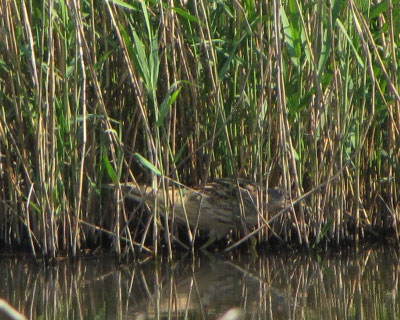 �T���J�m�S�C��T��