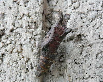 ���֑O�łQ���ɔ������ĂR�������̂܂܂̃T�i�M