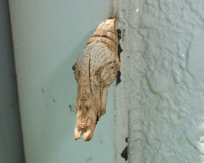 �⋭�������ǒ��g���J���ɂȂ����T�i�M