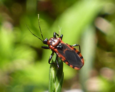 �����݂��A�J�V�}�T�V�K��