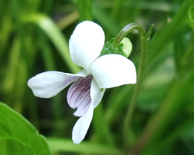 �j���C�X�~���炵��