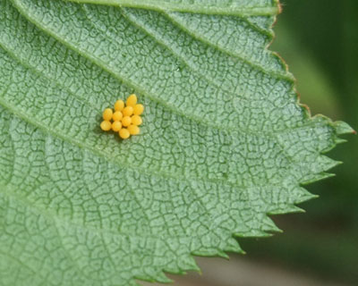 ���̗t�Ɋ댯�ȗ���