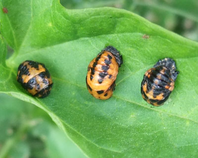 �����ƂȂ��悵