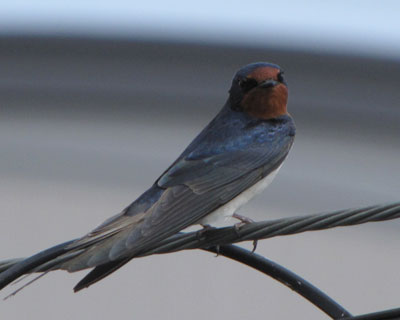 ���N���A���Ă���